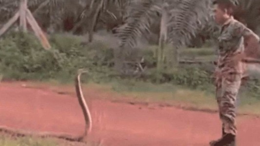 La increíble maniobra de un soldado para reducir a la serpiente venenosa más grande del mundo