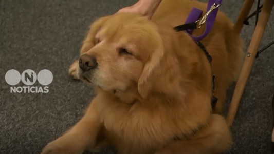 Buenos Aires: Titán es el primer perro que acompañará a menores que declaren en Cámara Gesell
