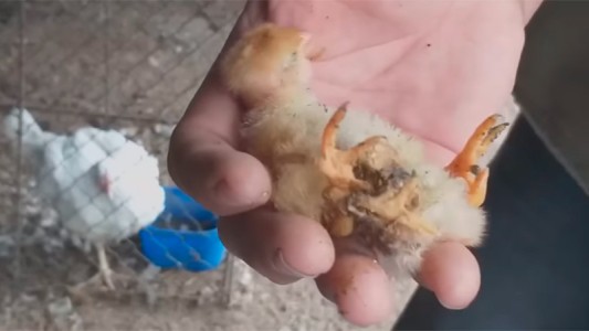 Santa Fe: nació un pollito con cuatro patas