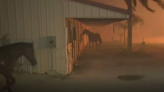 VIDEO: rescatan caballos atrapados en incendio