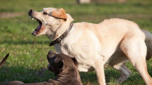 Una jauría de perros atacó a un hombre que jugaba al golf en Mar del Plata