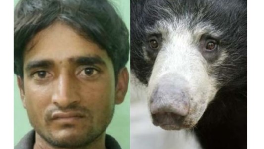 Tras seis años de búsqueda, apresaron al hombre que cazaba osos para comer su pene