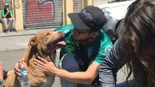 Video: así asistieron a un perro afectado por los gases lacrimógenos en Chile
