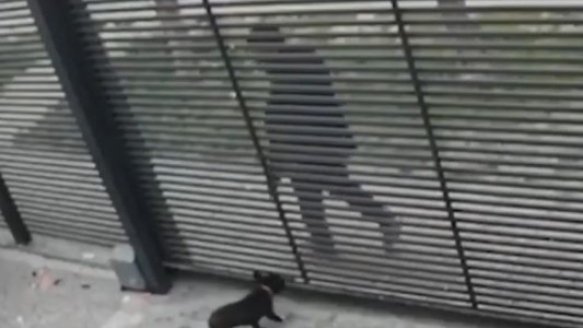 VIDEO: así un delincuente maltrata y se roba a un perro