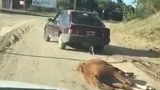 Grabaron a un hombre cuando arrastraba a un caballo con el auto