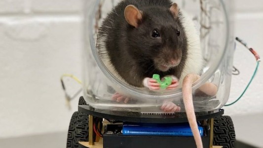 Estudio científico: las ratas reducen su estrés cuando manejan