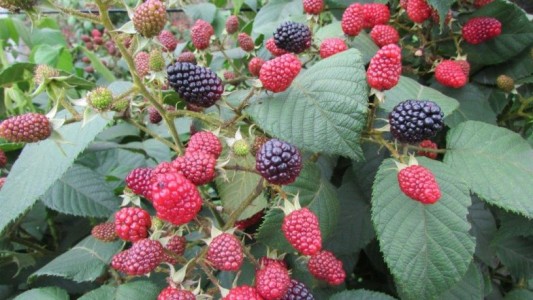 Una pareja torturó y ató a un nene de 10 años que sacó unas moras de su casa