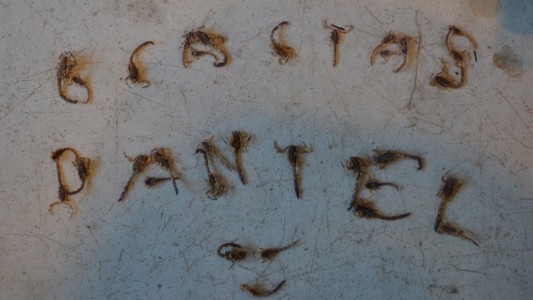 Juicio por alacranes al intendente de Mendiolaza, Daniel Salibi