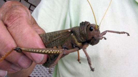 Una plaga de saltamontes "tucura sapo" avanza sin control en la meseta chubutense