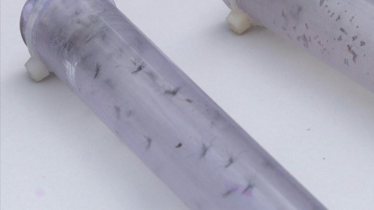 Preocupación por un caso de transmisión del dengue por vía sexual