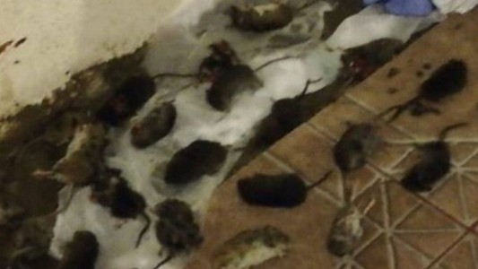 Neuquén: cerraron balnearios y accesos a lagos por invasión de ratas