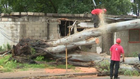 FOTOS - El viento golpeó fuerte al sur de la ciudad: dejó árboles caídos y cables cortados