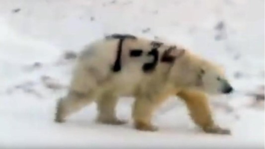 VIDEO: el misterioso mensaje pintado en un oso polar que evoca a la Segunda Guerra Mundial