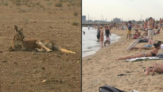 VIDEO: Australia registra su día más caluroso en plena ola de incendios