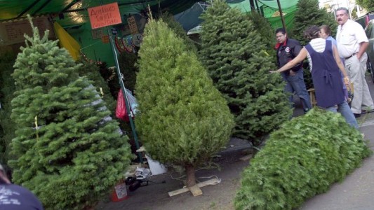 Alerta por árboles de Navidad con plagas vinculadas al cambio climático