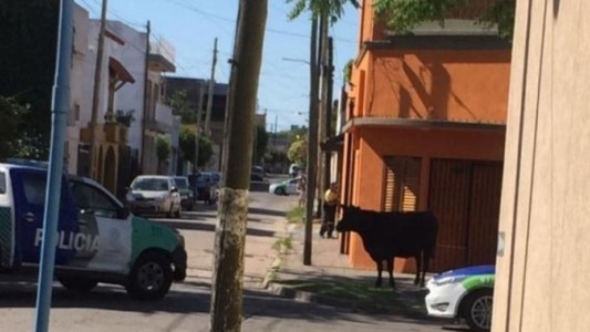 VIDEO: un toro suelto en Quilmes generó pánico entre los vecinos