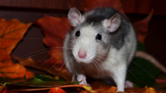 Horóscopo chino 2020: ¿cuándo arranca el año de la rata de metal?