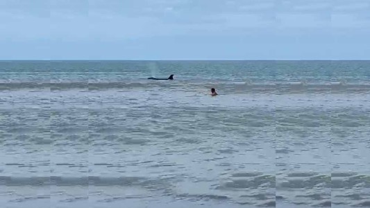 Apareció una orca en Monte Hermoso y generó pánico entre los turistas