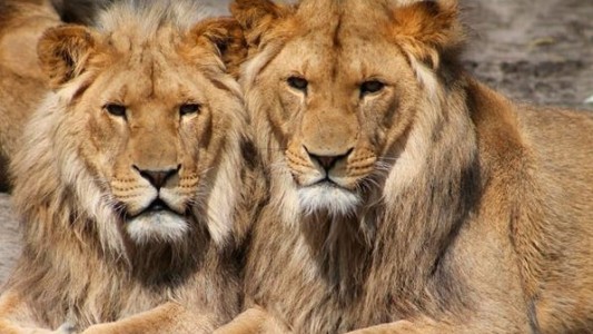 Cazadores mataron a 10 leones para comercializar sus patas y hocicos para la elaboración de pociones de brujería