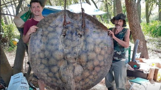 VIDEO: pescaron una raya gigante de 153 kilos en el Río Paraná