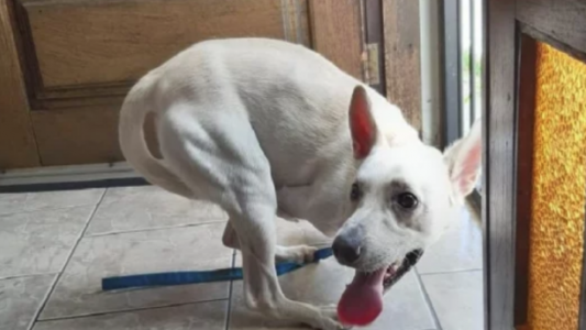 El desgarrador video de una mujer que abandona un perro discapacitado en la calle
