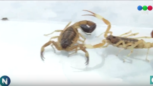ALERTA: comenzó la temporada de alacranes. Hay menos casos.