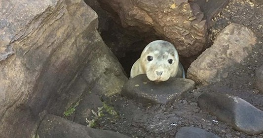La tierna foto de una foca que escondía un verdadero peligro