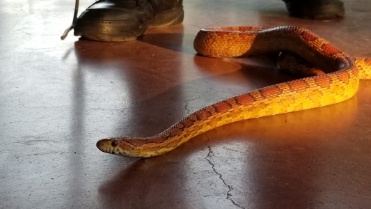 ESPELUZNANTE: capturó una culebra en su local