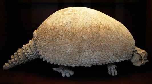 Encontraron restos de un dinosaurio en una playa de Mar del Plata