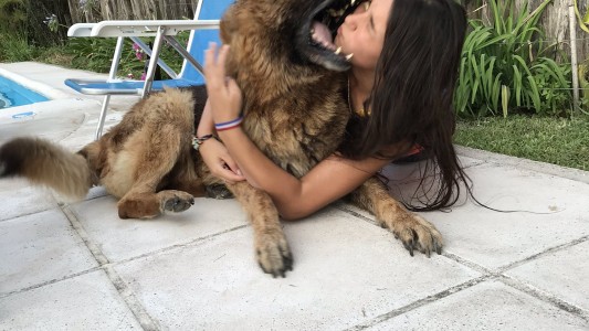 Quiso hacer una sesión de fotos con un perro y terminó de la peor manera