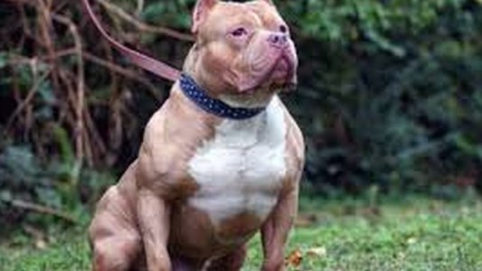 EE.UU.: creen que una mujer usó su perro pitbull para matar a su ex novio