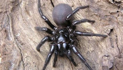 Australia en alerta: tras las lluvias, la nueva amenaza son las arañas venenosas