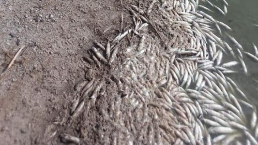 Prohíben el ingreso al predio de la laguna San Antonio por mortandad de miles de peces