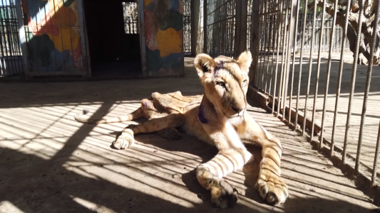 VIDEO: campaña para salvar leones desnutridos