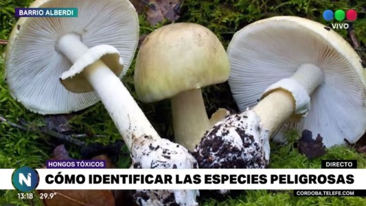 Cómo identificar los hongos peligrosos