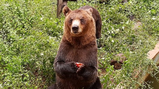 FOTOS: Osos pardos serán trasladados de Córdoba a Estados Unidos