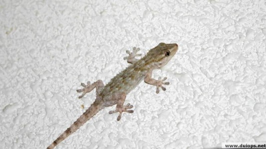 Invasión de lagartijas en la zona sur del conurbano: piden no matarlas