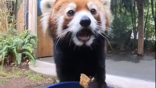 VIDEO: unos tiernos pandas rojos, fascinados con las galletitas
