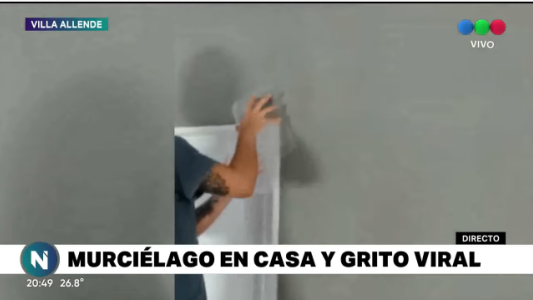 LO + VISTO 2020: En el intento de atrapar a un murciélago, el grito de su madre se volvió viral