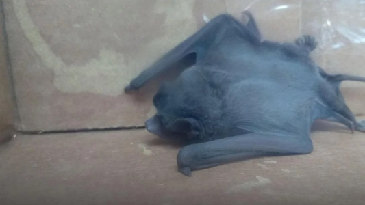 Hallaron un murciélago con rabia en Saladillo: montarán un operativo para vacunar perros y gatos