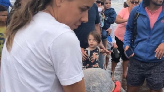 Video: liberaron en la playa de Monte Hermoso a una tortuga marina atrapada en redes de pesca