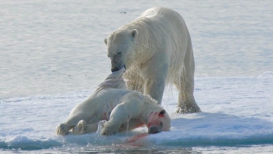Preocupación por el aumento del canibalismo entre los osos polares