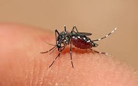 En Corrientes ya hay más de cien casos de dengue