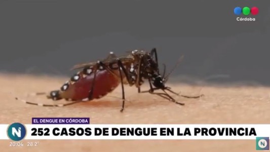 34% de los hogares cordobeses presentan larvas de mosquitos que transmiten dengue
