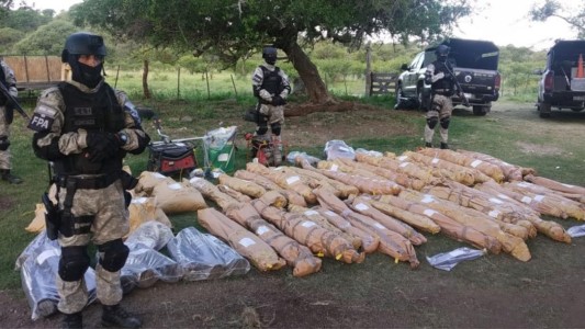 Un detenido por millonario cultivo de marihuana en un campo de Las Cañadas