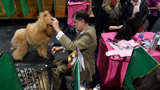 Los fans de los perros desafían al coronavirus en un show canino en Inglaterra