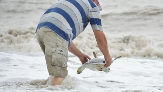 Volvió al mar una tortuga de 35 cm que expulsó 1,20 metros de plástico