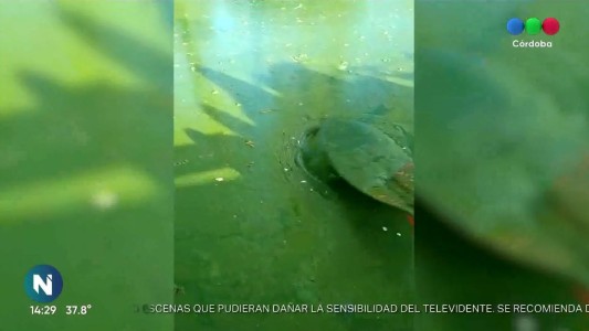 El Lago San Roque nuevamente tapado de algas