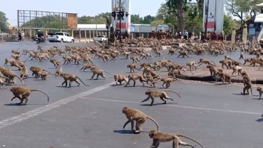 VIDEO: cientos de monos hambrientos por falta de turistas que los alimenten en Tailandia