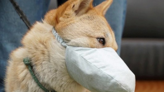 Murió el primer perro diagnosticado con coronavirus